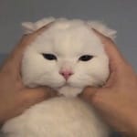 Esmeralda Patiño avatar